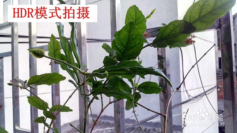 怎样用手机拍好逆光照片？