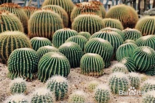 仙人掌怎么养？