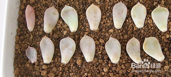 多肉植物的繁殖方法有哪些