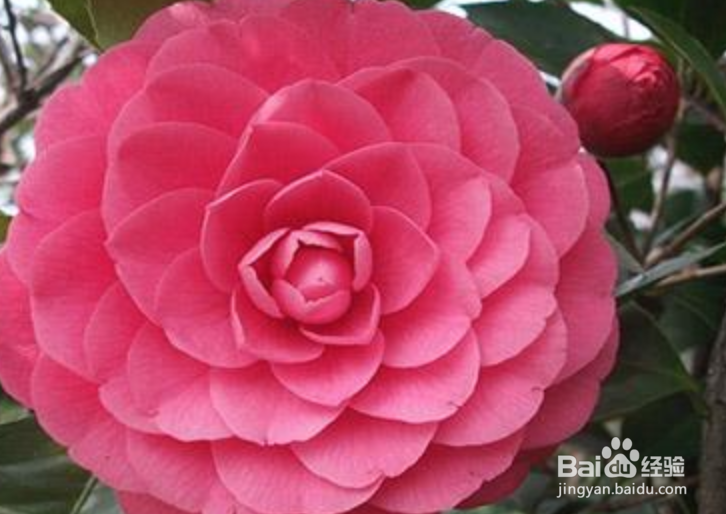 茶花修剪时间和方法