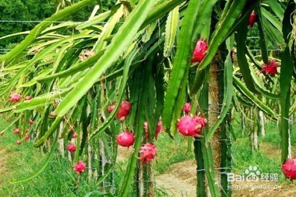 火龙果的饮食禁忌有哪些