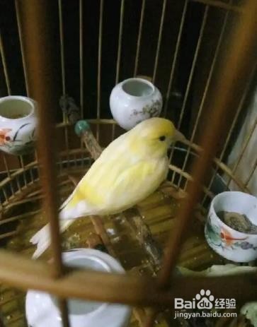黄玉鸟的饲养方法