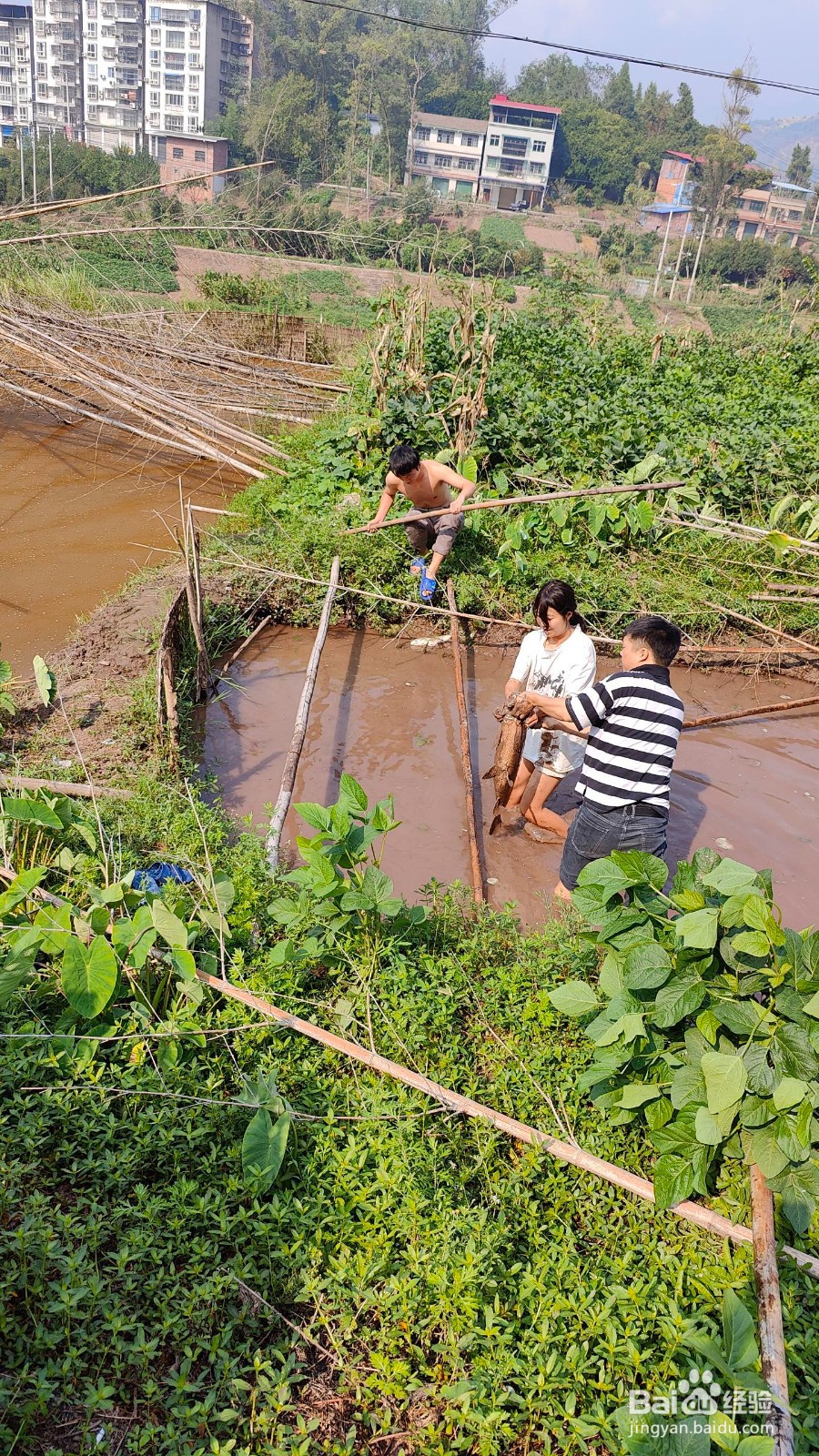 在鱼塘网鱼怎么样才能最快网到鱼