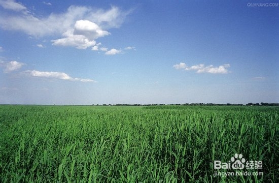 白洋淀二日游 泛舟赏荷白沟购物