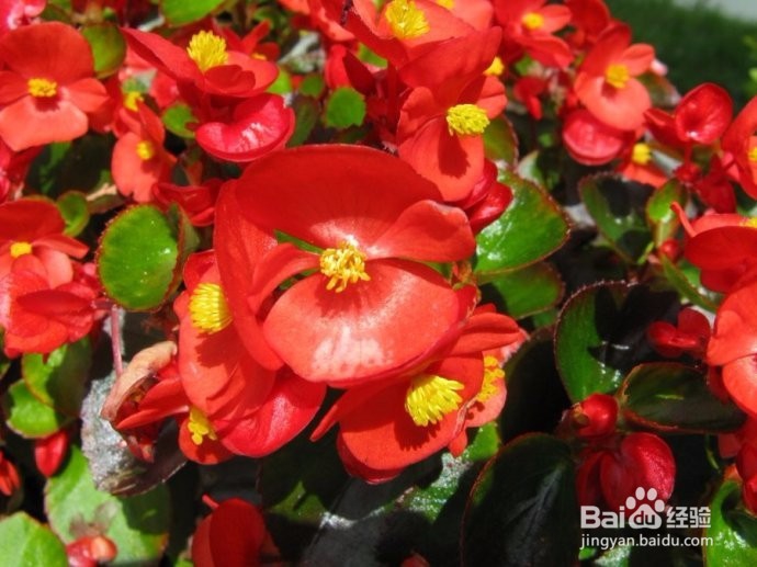 卧室适合养什么花或植物?卧室植物选择注意事项