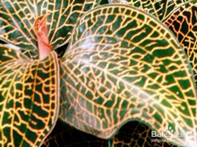 金线莲和银线莲有哪些区别？