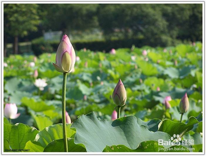 解析函数y=√(19-2x)的单调和凸凹等性质