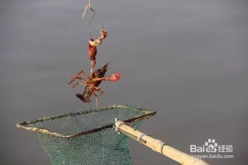 钓龙虾的小技巧