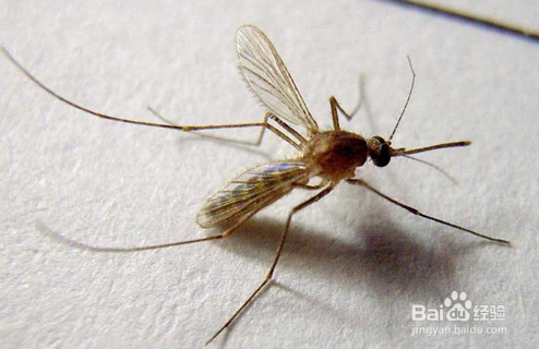 驱蚊最有效的办法。