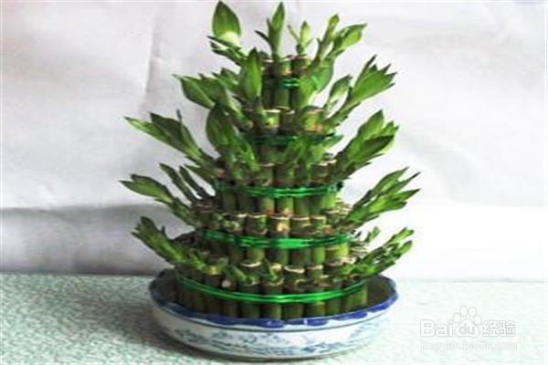 富贵竹应该怎么养殖?