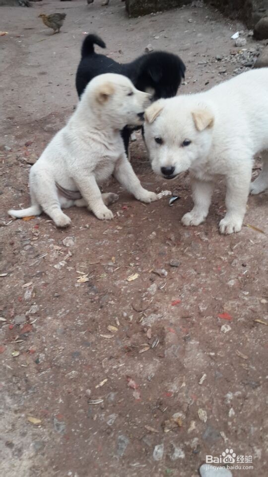 30分钟获取陌生狗狗的礼貌和信任