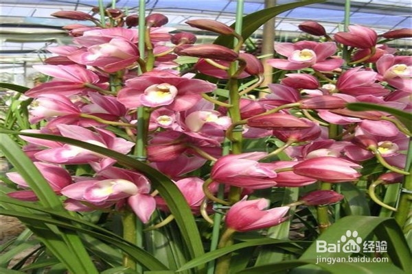 大花蕙兰的养殖方法和注意事项有哪些?