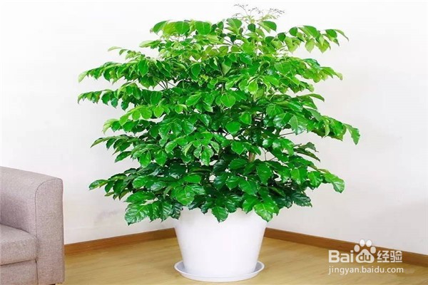 绿萝的养殖方法和注意事项有什么?