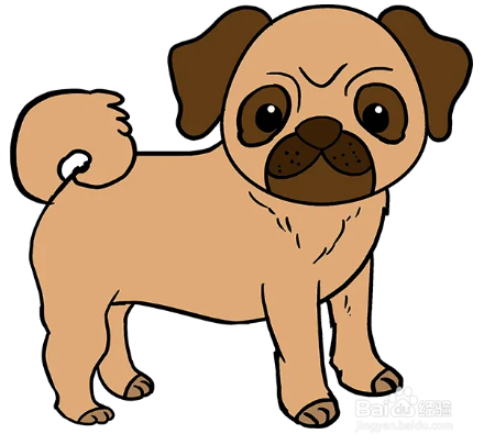 怎么画丑萌的八哥犬?