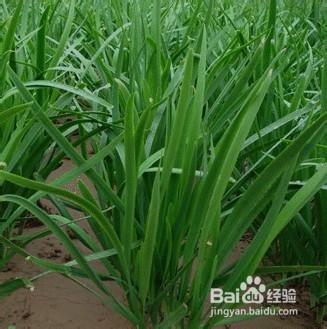 治疗牙痛的偏方