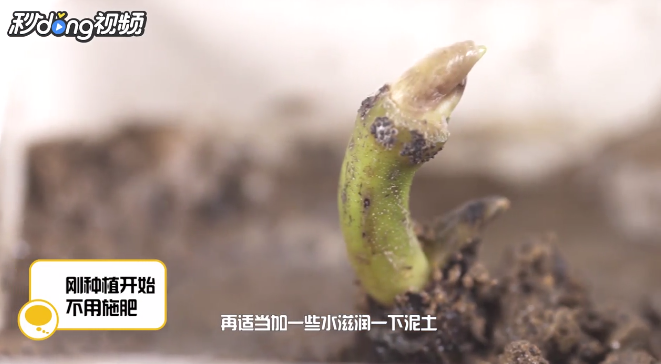 缸里种莲藕的方法