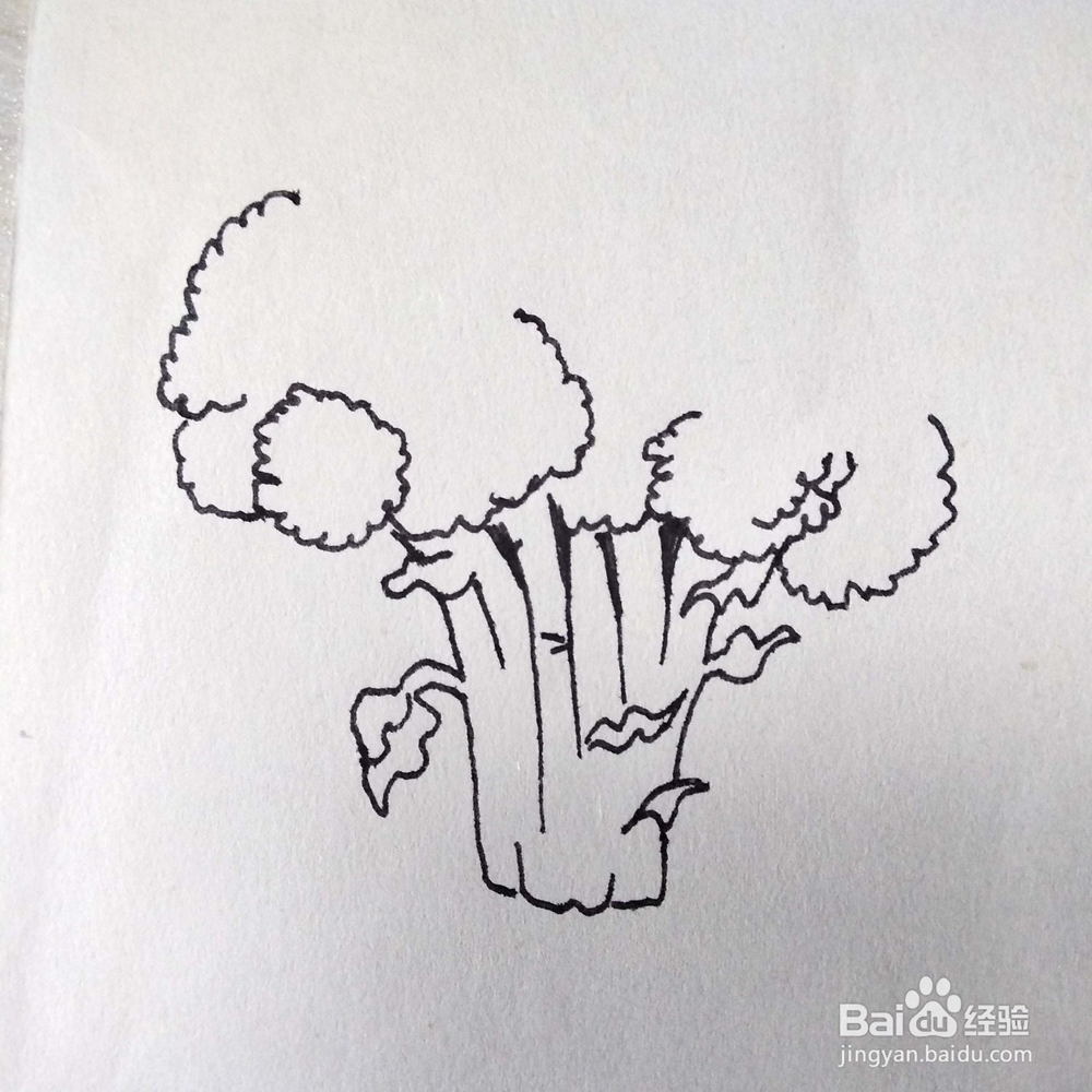 怎么画一颗写实的花菜速写/卡通简笔画？