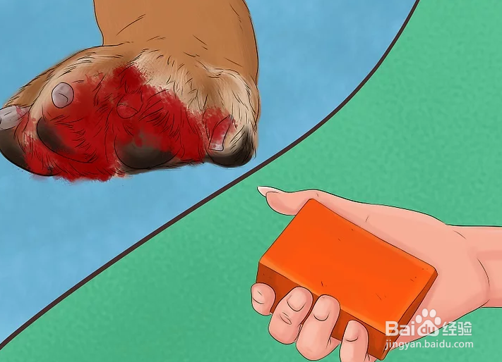 如何给狗狗的趾甲床止血