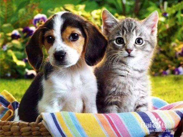 养宠物应长备哪几种药物