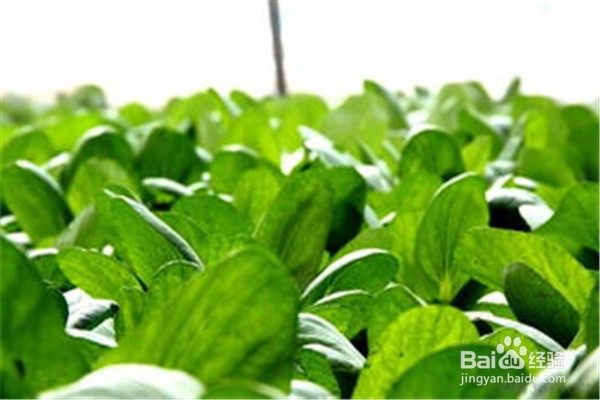 如何种植油菜