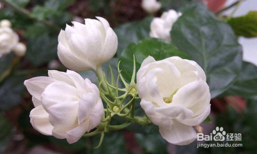 茉莉花冬天怎么养才能安全过冬?