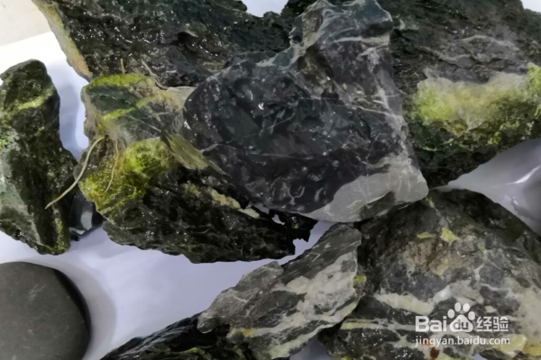 新手养鱼怎么给鱼换水？