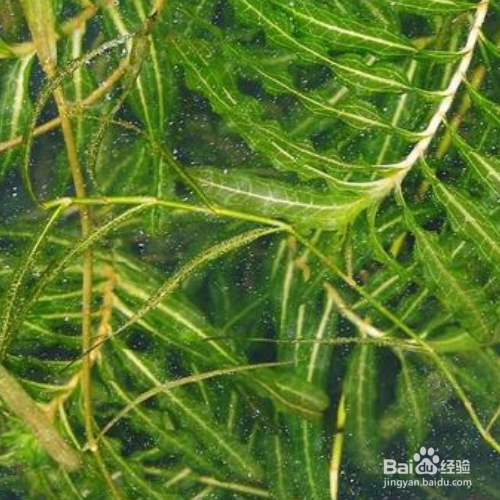 菹草的养殖方法和注意事项