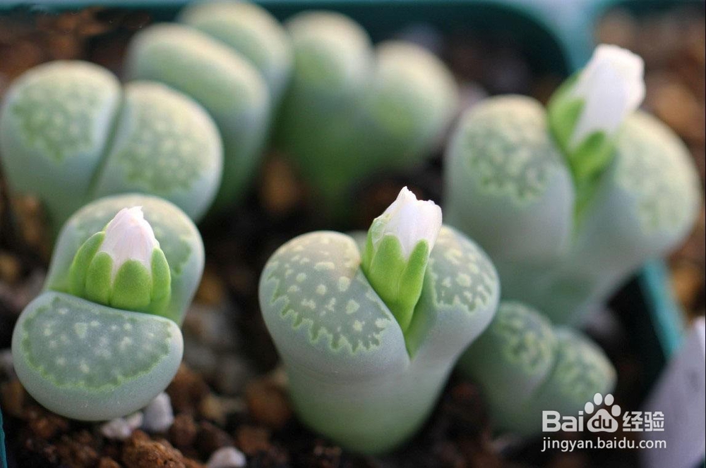 新手怎么挑选多肉 买多肉植物要注意什么