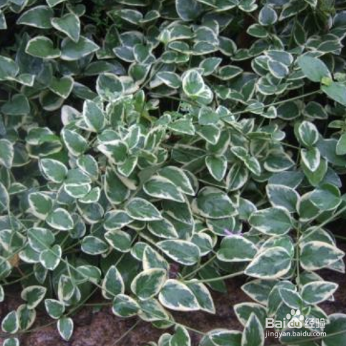 花叶蔓长春的养殖方法和注意事项