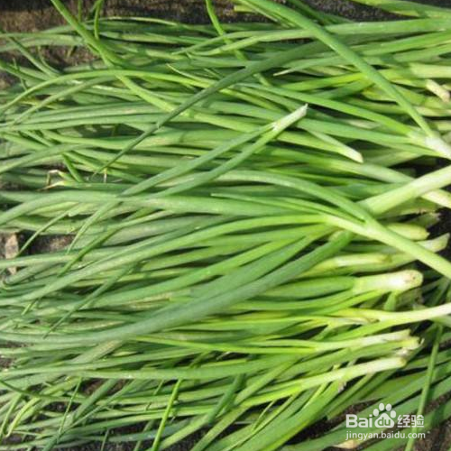 小香葱的养殖方法