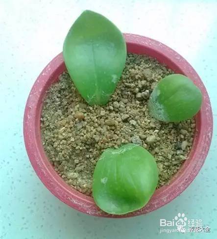 这花千万别花钱买，一片叶子能养十几盆，朋友看了都抢着要！