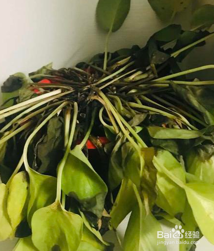 冬天养绿萝的小妙招