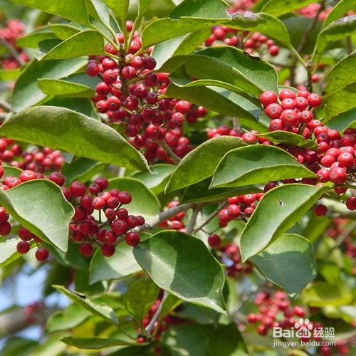 红果冬青怎么养殖？