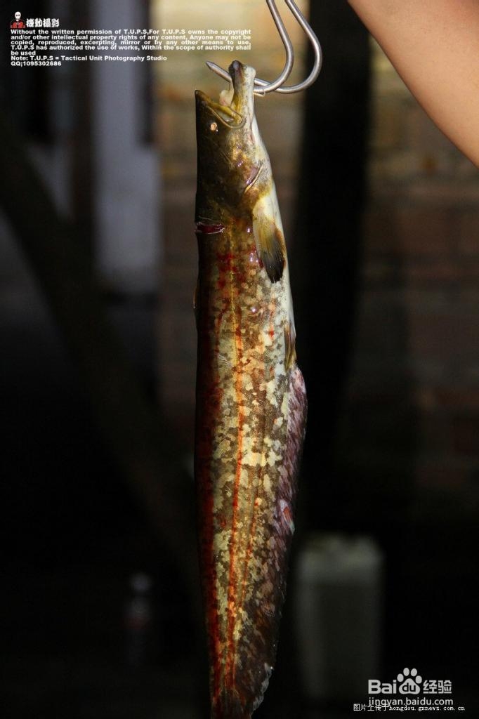 石锅鲶鱼做法详解