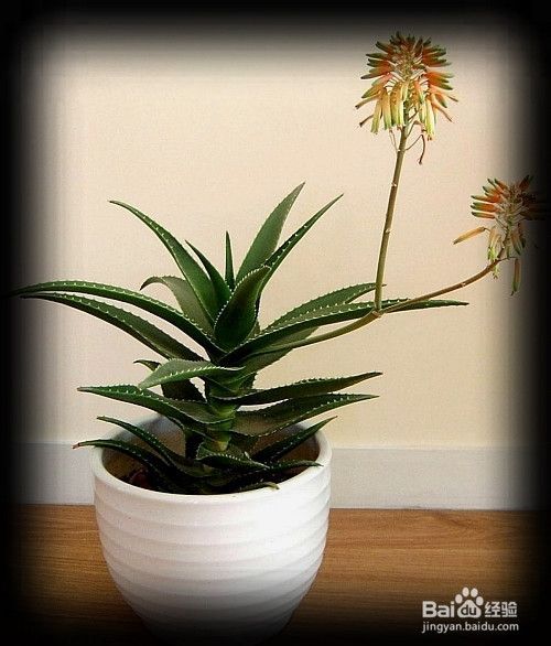 22种最吸毒的植物 放在家里更健康 百度经验