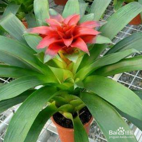 养殖艳凤梨的方法和注意事项