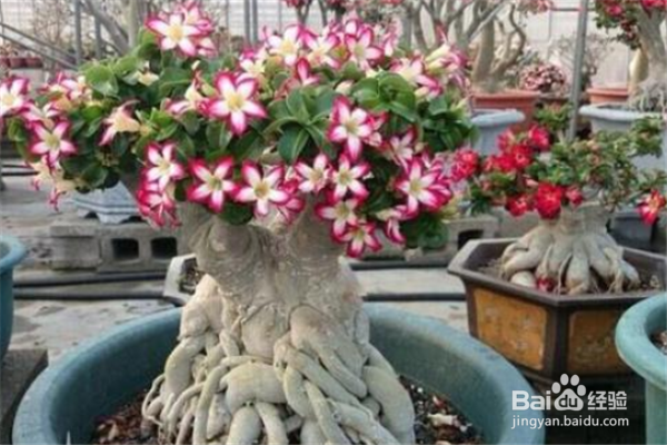 养护沙漠玫瑰要注意些什么，有什么技巧