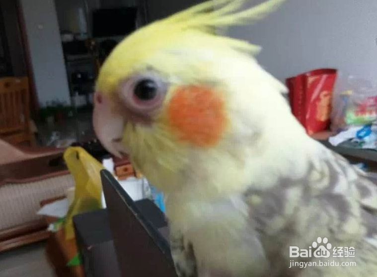 鹦鹉嗉囊有气泡怎么办