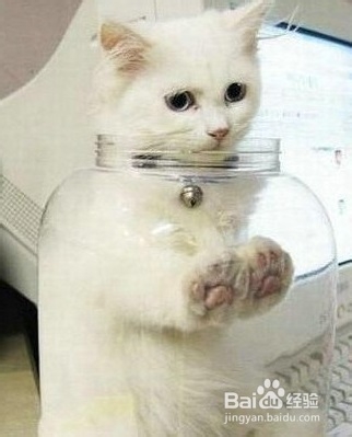 为猫咪打造玩耍天堂