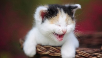 怎么养好一只猫