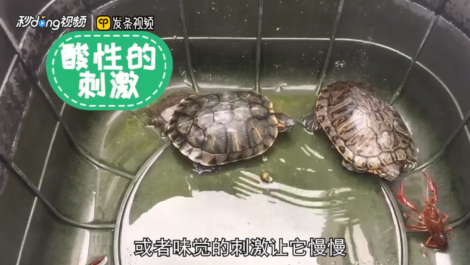 被乌龟咬住了手指怎么办