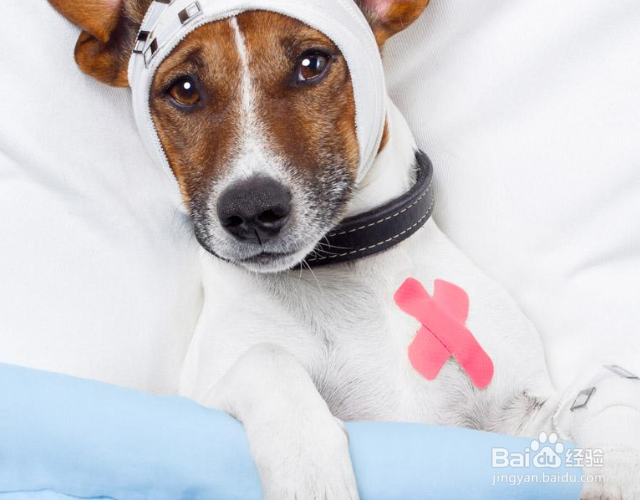 狗乱尿拉屎怎么办