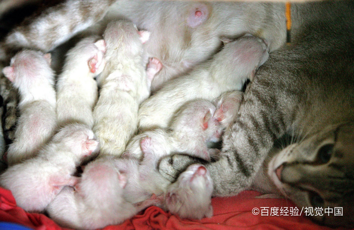 母猫赶走小猫的方式