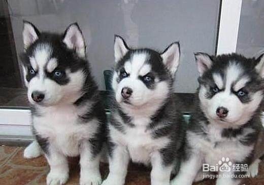 哈士奇幼犬的饲养，学会你就是专业的~