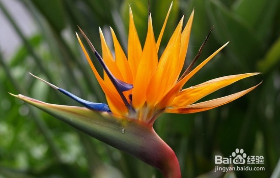 鹤望兰夏季怎么养殖最好#园艺分享