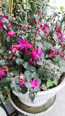 宝莲灯怎么养殖