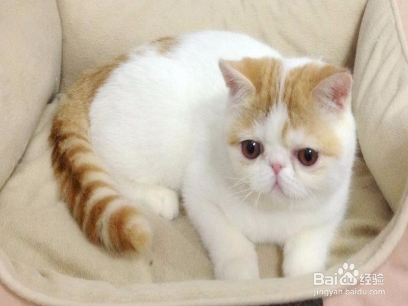 异国短毛猫怎么养