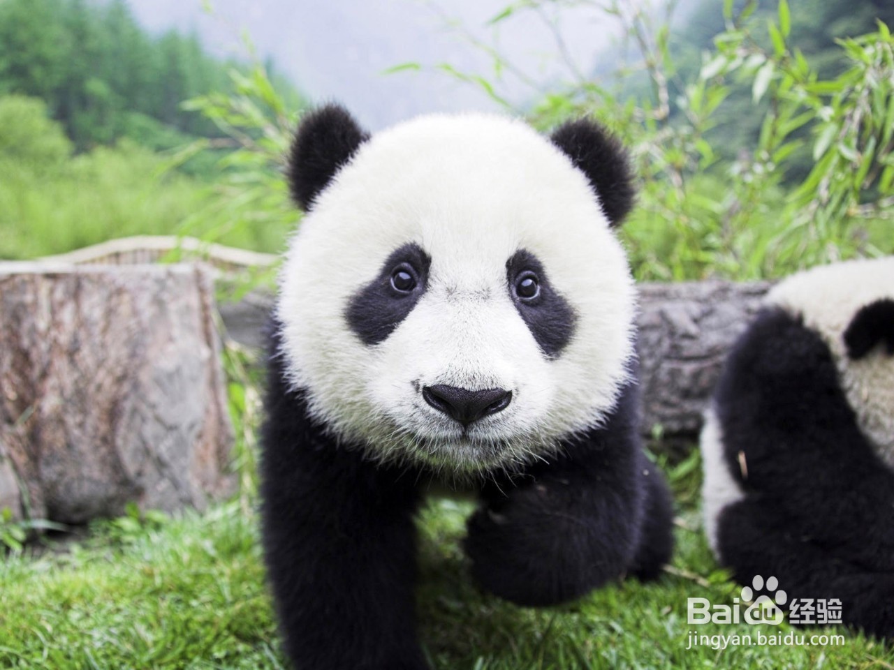 大熊猫为什么只有黑白两色？