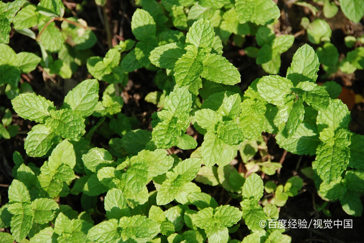 米兰叶子有锈斑怎么治