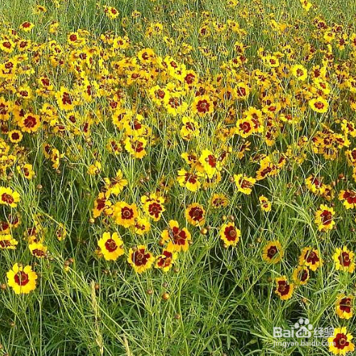 蛇目菊草本花卉怎么养殖？